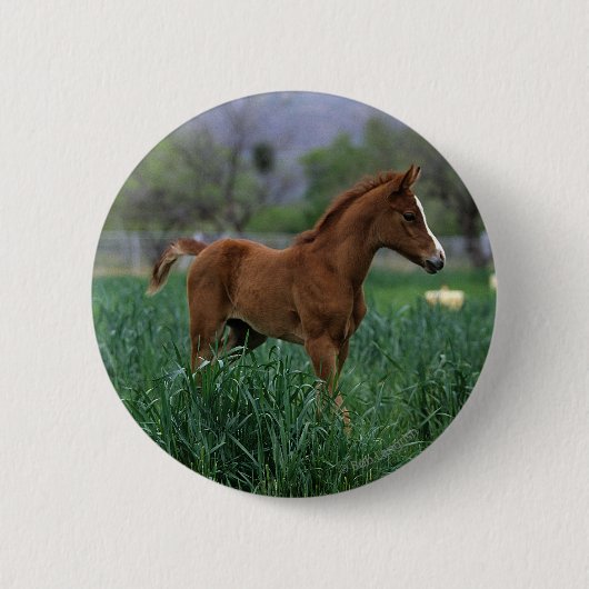 Badge Rond 5 Cm Position arabe de poulain (Devant)
