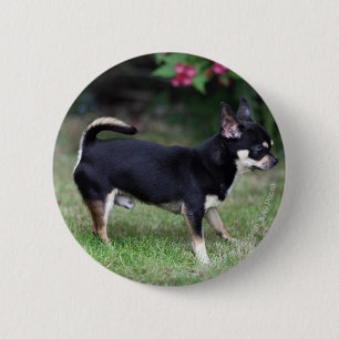 Badge Rond 5 Cm Position aux cheveux courts de chiwawa