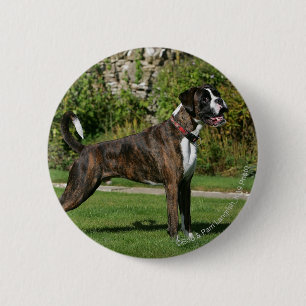 Badge Rond 5 Cm Position Brindle d'exposition canine de boxeur