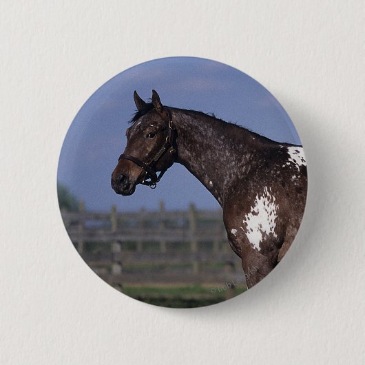 Badge Rond 5 Cm Position de cheval d'Appaloosa (Devant)