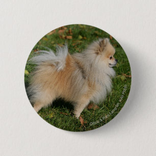 Badge Rond 5 Cm Position de Pomeranian