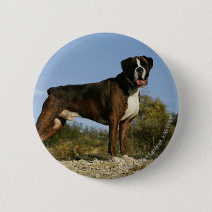 Badge Rond 5 Cm Position d'exposition canine de boxeur