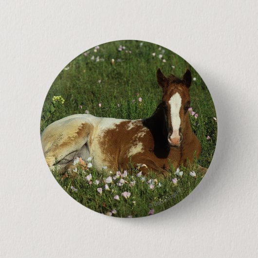 Badge Rond 5 Cm Poulain d'Appaloosa fixant en fleurs (Devant)