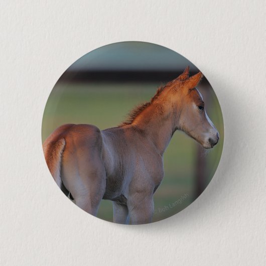 Badge Rond 5 Cm Poulain quart de cheval (Devant)