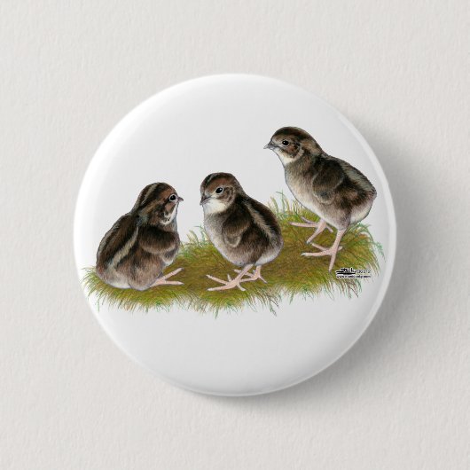 Badge Rond 5 Cm Poussins de caille Coturnix (Devant)