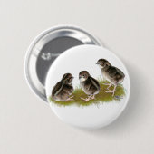 Badge Rond 5 Cm Poussins de caille Coturnix (Devant & derrière)