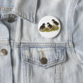 Badge Rond 5 Cm Poussins de caille Coturnix (En situation)