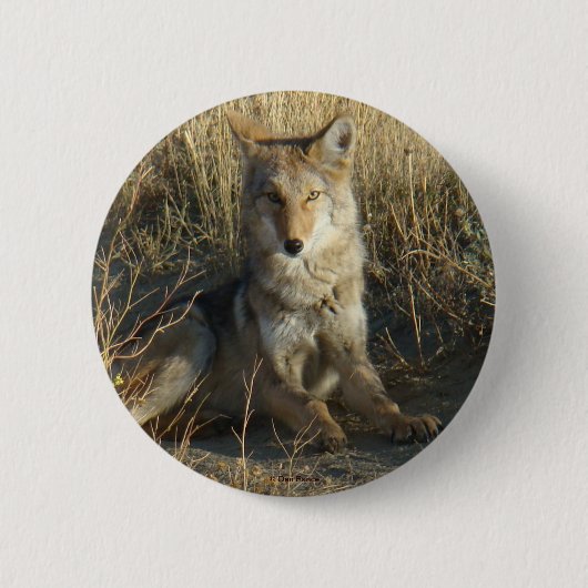 Badge Rond 5 Cm R15 Coyote Laying (Devant)