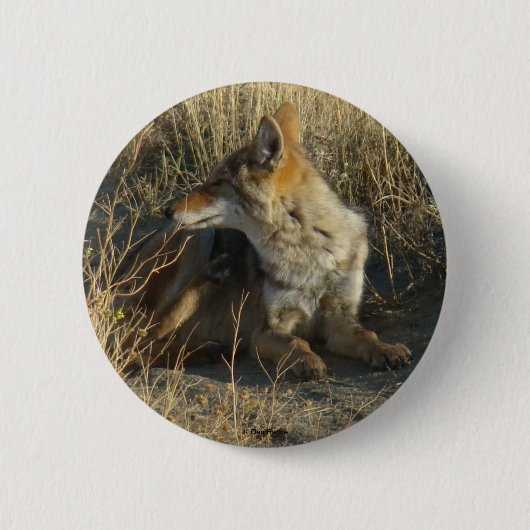 Badge Rond 5 Cm R16 Grattage de Coyote (Devant)