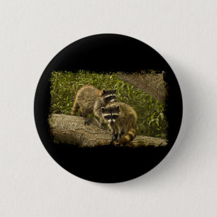 Badge Rond 5 Cm Raccoons