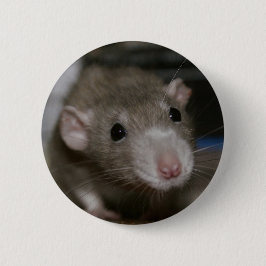 Badge Rond 5 Cm Rat curieux (Devant)