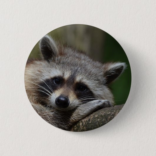 Badge Rond 5 Cm Raton laveur (Devant)