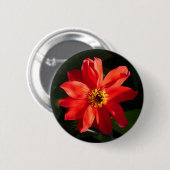Badge Rond 5 Cm Red Dahlia (évêque de Llandaff) (Devant & derrière)