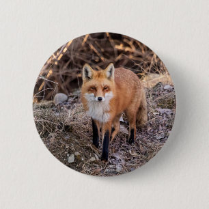 Badge Rond 5 Cm Red Fox de près et personnel