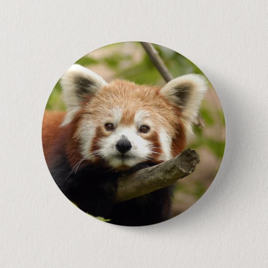 Badge Rond 5 Cm red-panda-007 (Devant)