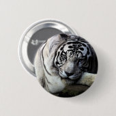 Badge Rond 5 Cm Regard fixe blanc de tigre (Devant & derrière)
