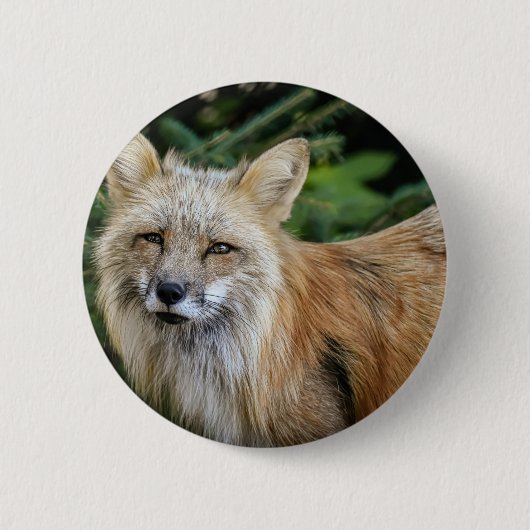 Badge Rond 5 Cm Renard sauvage (Devant)