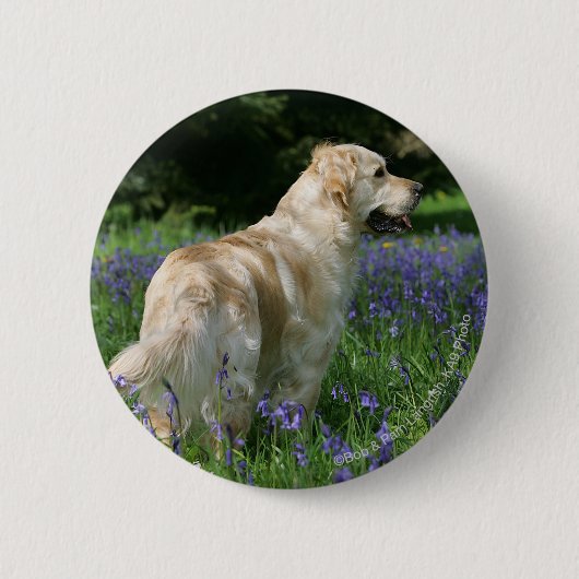 Badge Rond 5 Cm Retreiver d'or en fleurs (Devant)
