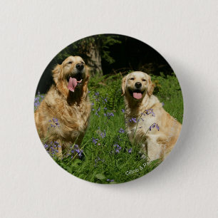 Badge Rond 5 Cm Retreivers d'or dans l'herbe
