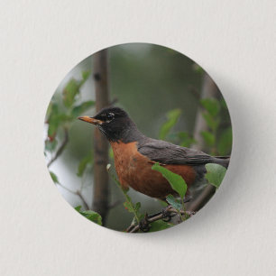 Badge Rond 5 Cm Robin