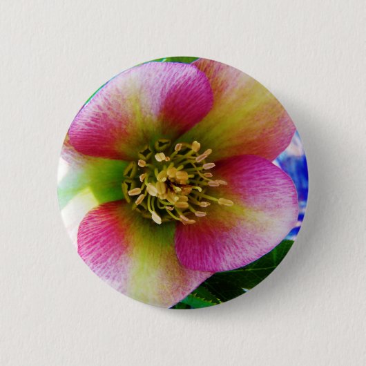 Badge Rond 5 Cm Rose de carême rose, (Devant)