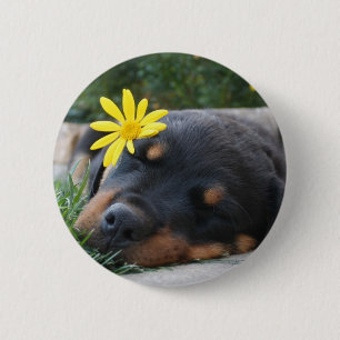 Badge Rond 5 Cm Rottweiler