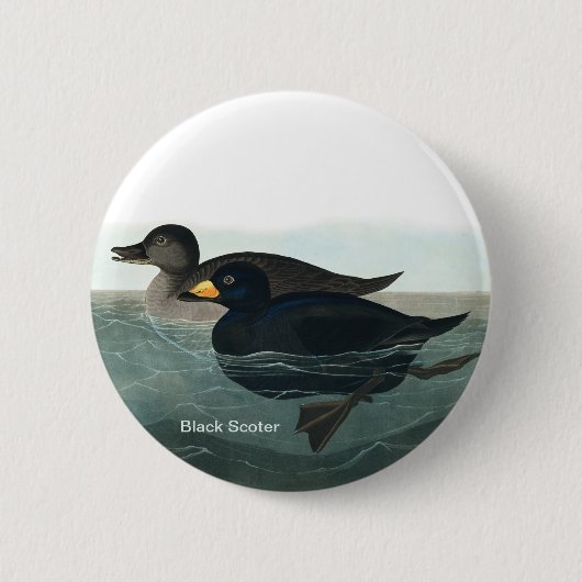 Badge Rond 5 Cm Scoter noir, Audubon, Canard de mer, Accessoire d' (Devant)