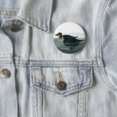 Badge Rond 5 Cm Scoter noir, Audubon, Canard de mer, Accessoire d' (En situation)