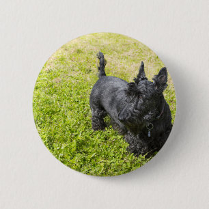 Badge Rond 5 Cm Scottish Terrier