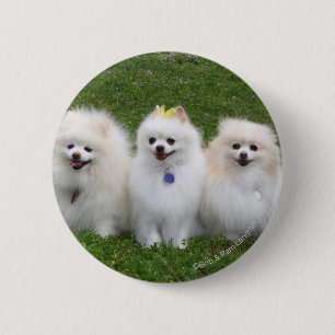 Badge Rond 5 Cm Séance de 3 Pomeranians