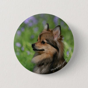 Badge Rond 5 Cm Séance de Headshot de Pomeranian