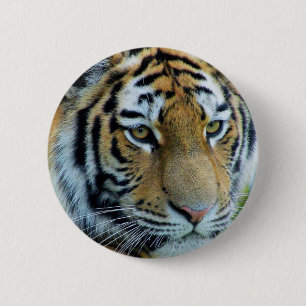 Badge Rond 5 Cm Siberian Tiger, Amur Tiger Button