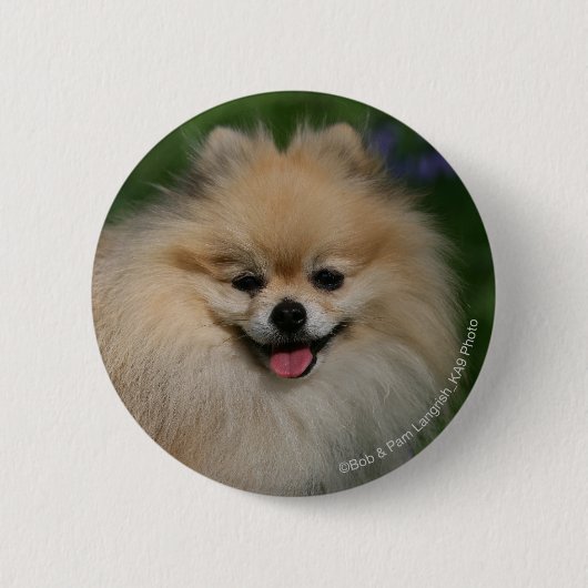 Badge Rond 5 Cm Sourire de Pomeranian (Devant)