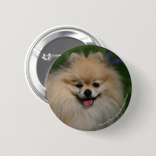 Badge Rond 5 Cm Sourire de Pomeranian (Devant & derrière)