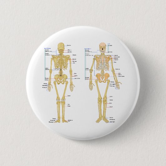Badge Rond 5 Cm Squelette humain marqué diagramme d'anatomie (Devant)