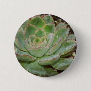 Badge Rond 5 Cm Succulent, poules et poulets
