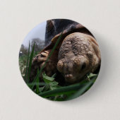 Badge Rond 5 Cm Sulcata Tortoise Grosseur en herbe (Devant)