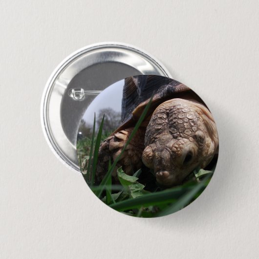Badge Rond 5 Cm Sulcata Tortoise Grosseur en herbe (Devant & derrière)