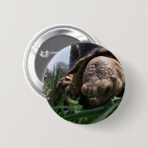 Badge Rond 5 Cm Sulcata Tortoise Grosseur en herbe