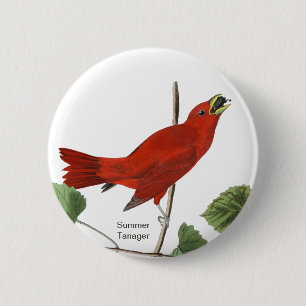 Badge Rond 5 Cm Tanager d'été, Audubon Red Bird, Birdwatcher Bir