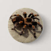 Badge Rond 5 Cm Tarantula brachypelma rouge genou toxique (Devant)