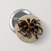 Badge Rond 5 Cm Tarantula brachypelma rouge genou toxique (Devant & derrière)