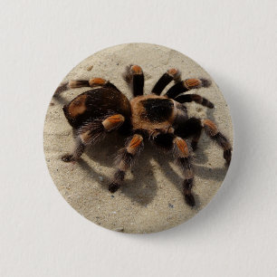 Badge Rond 5 Cm Tarantula brachypelma rouge genou toxique