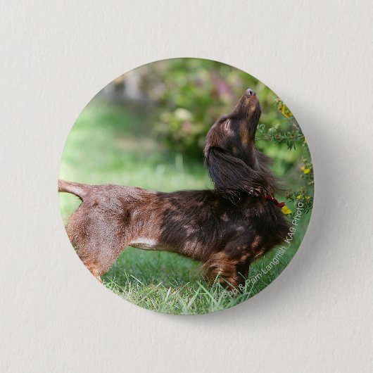 Badge Rond 5 Cm Teckel miniature aux cheveux longs 1 (Devant)