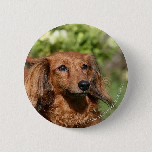 Badge Rond 5 Cm Teckel miniature aux cheveux longs rouge (Devant)