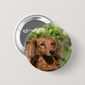 Badge Rond 5 Cm Teckel miniature aux cheveux longs rouge (Devant & derrière)