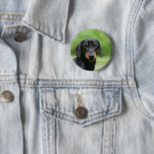 Badge Rond 5 Cm Teckel noir et bronzage 1 de Miniture (En situation)