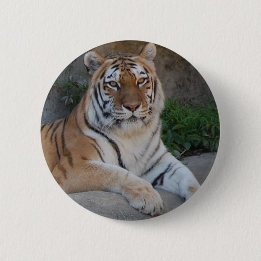 Badge Rond 5 Cm Tiger Love (Devant)