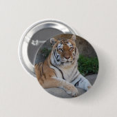 Badge Rond 5 Cm Tiger Love (Devant & derrière)
