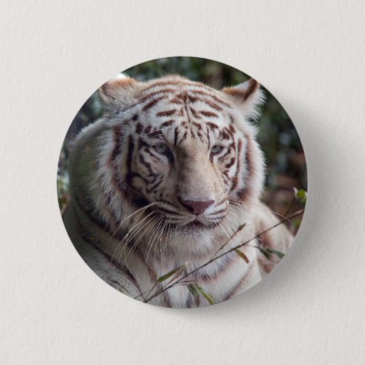 Badge Rond 5 Cm Tigre de Bengale blanc (Devant)
